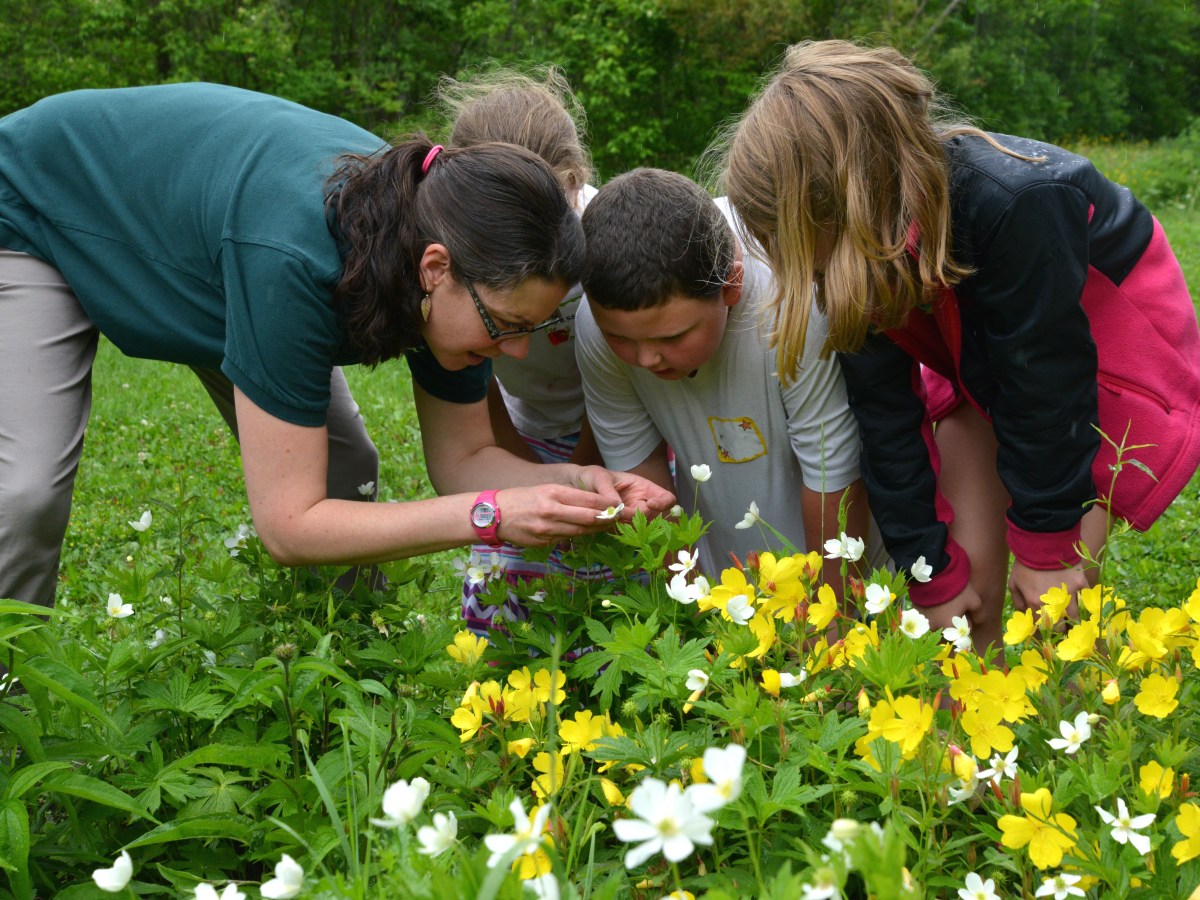 Pausing to Ponder Pollinators