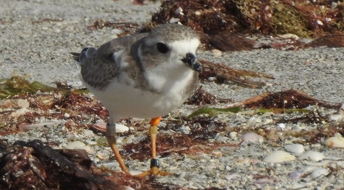 Hope Takes Wing for Endangered Bird
