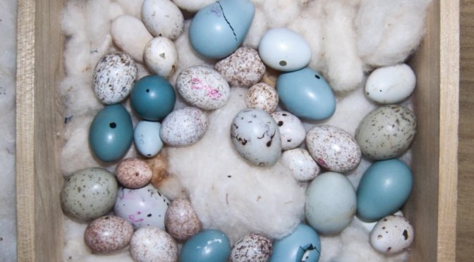 Tender Care For A Most Egg-cellent Collection