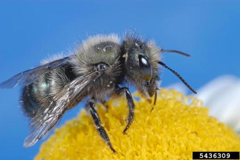 The Wonderful World of Mason Bees