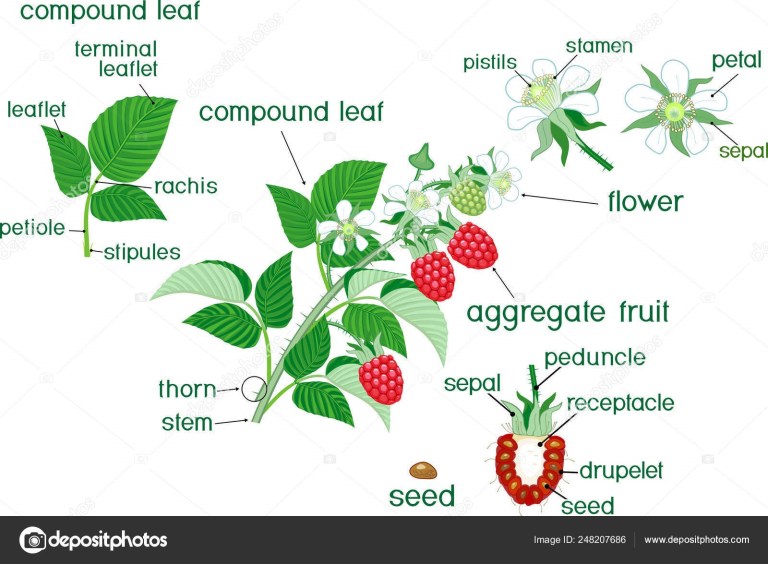 More Early Spring Bloomers – Flowers of April and May | New York State ...