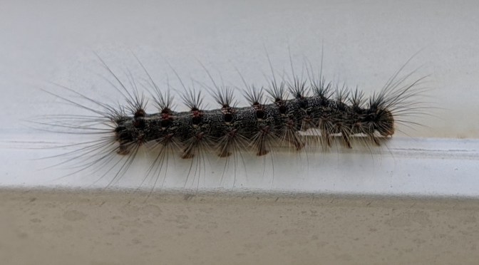 Hungry Hungry Caterpillars