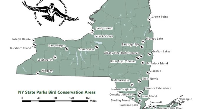 Lights Out For The Birds