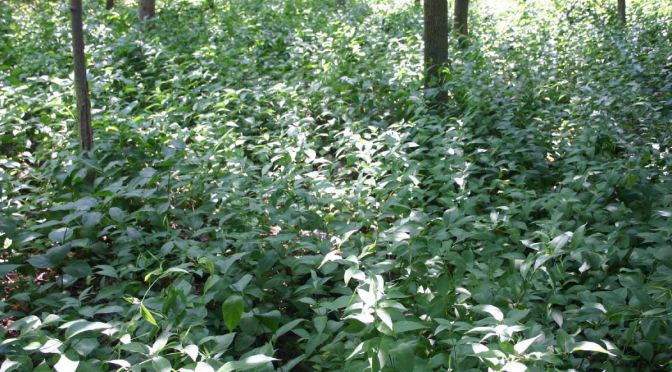 What to do with a Thousand Acres of Swallow-wort?