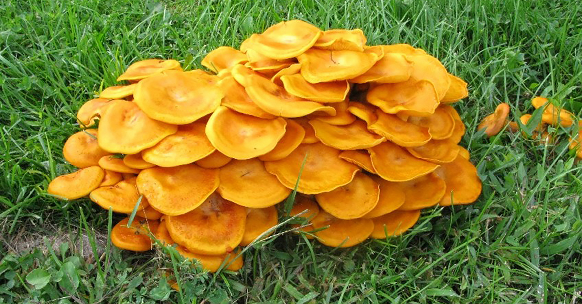 oprhp_blog-header_fall-fungi.
