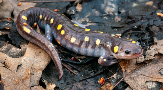 The Secret Life of Vernal Pools