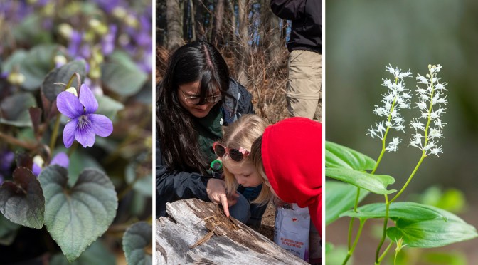 You Belong Among the Wildflowers (In a New York State Park) 