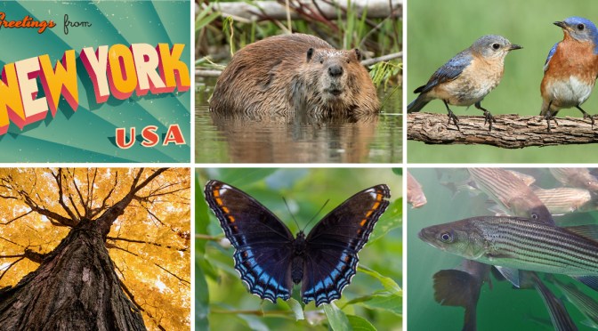 Celebrate the Empire State With the ‘Symbols of New York State’ Scavenger Hunt