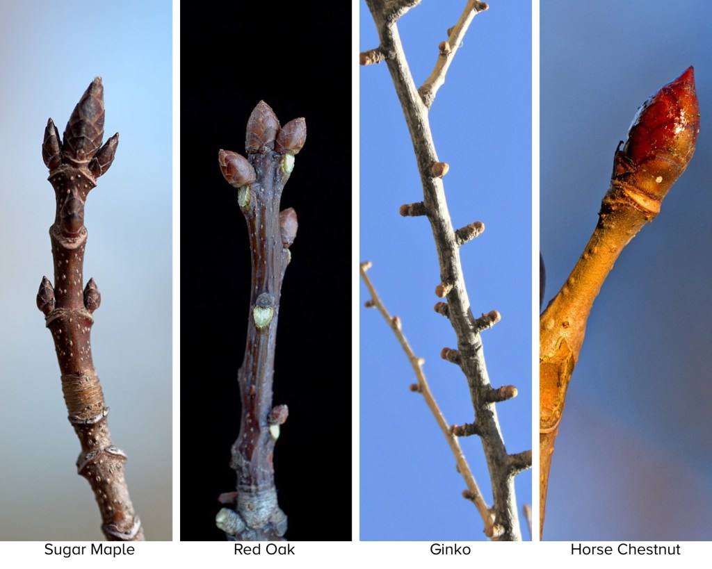 Image showing four different types of tree buds: Sugar Maple, Red Oak, Ginko, and Horse Chestnut. Each bud has a unique shape and color.