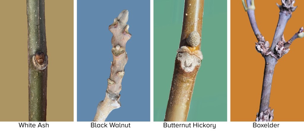A comparison of tree buds: White Ash with a horseshoe-shaped scar, Black Walnut with a monkey face-like scar, Butternut Hickory with a distinctive bud, and Boxelder with narrow V-shaped scars.