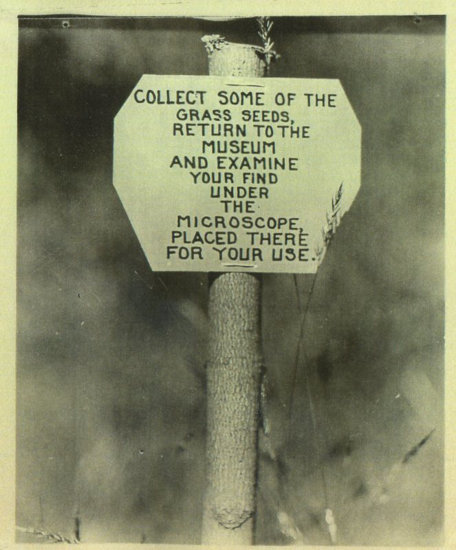 Sign instructing visitors to collect grass seeds and examine them under a microscope at a museum.