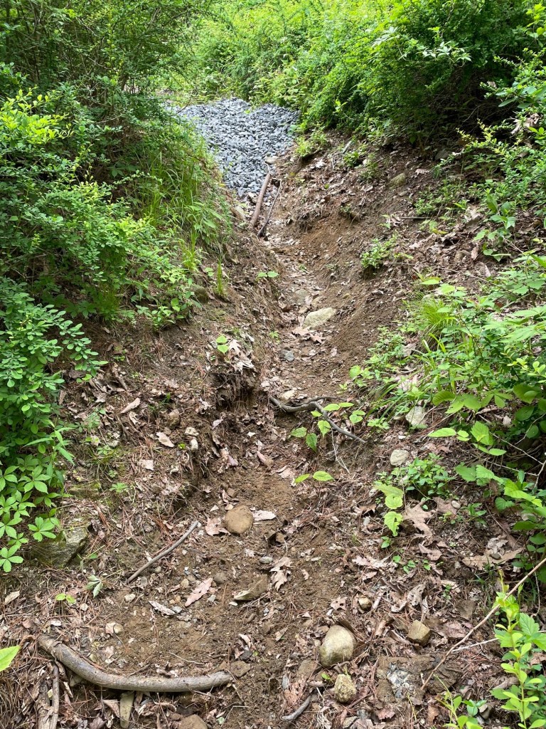 A narrow trail with visible erosion and loose stones, surrounded by lush greenery and underbrush, indicating recent maintenance work.